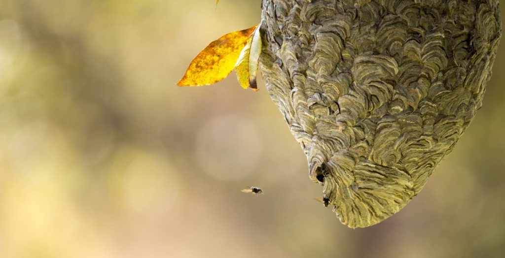 Wasp Nest Removal Felpham