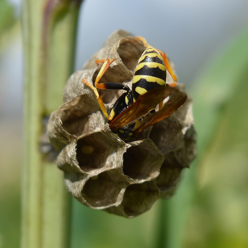 Wasp Nest Removal South Bersted