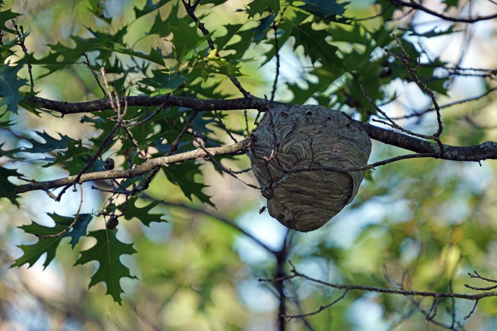 Wasp Nest Removal Clymping