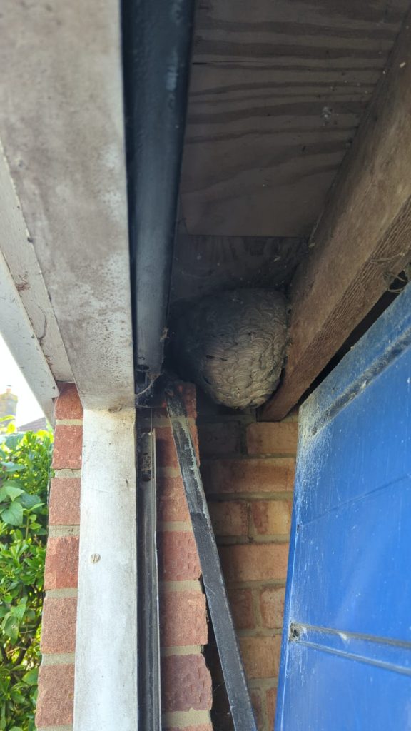 Wasp Nest Removal Pagham